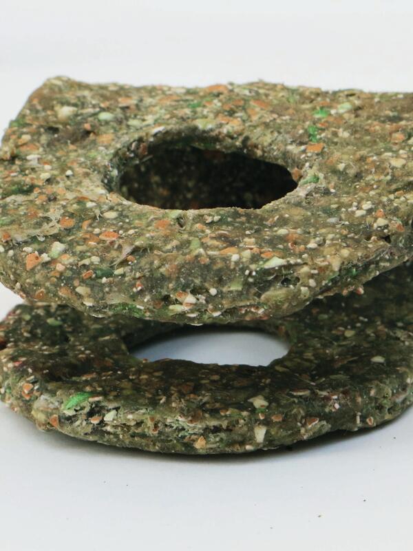 Eva Lechner | Ivy | © Eva Lechner