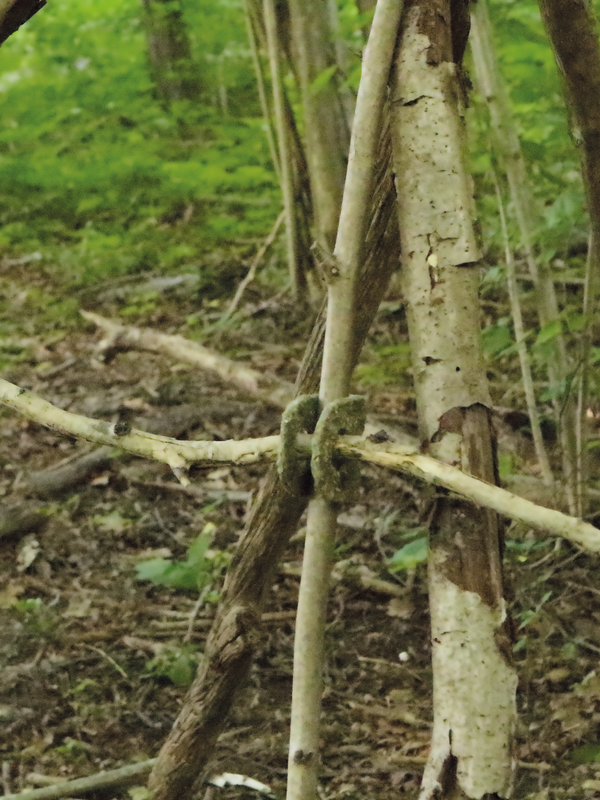 Friedl Vanessa | Steggs | © Vanessa Friedl